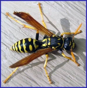 European Paper Wasp