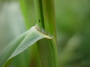 Fall panicum ligule