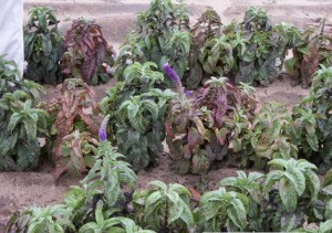 Field planting of Veronica infected with rust