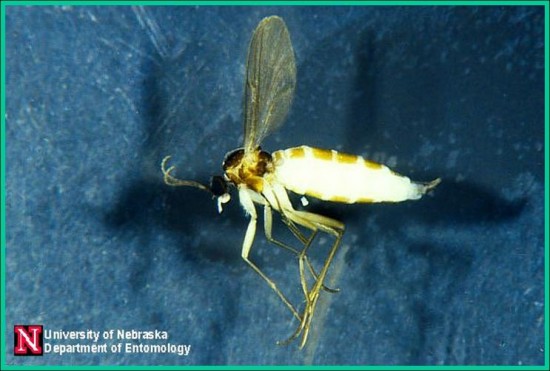 Fungus Flying Gnats