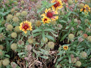 Gaillardia planting infected with Entyloma polysporum