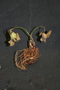 Geranium infected with Thielaviopsis basicola