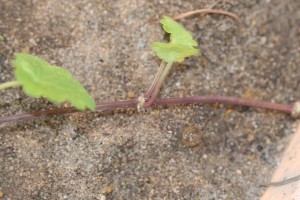 Ground ivy stolons close up