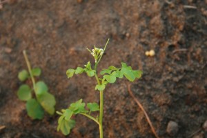 Hairy bittercress flowering stem