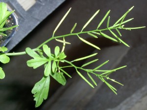 Hairy bittercress fruit