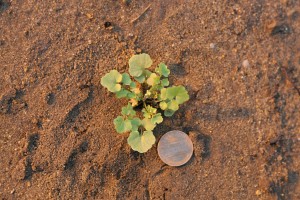 Hairy bittercress rosette