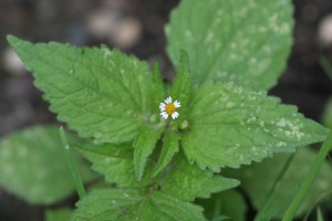 Hairy galinsoga flower