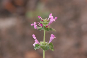 Henbit flower