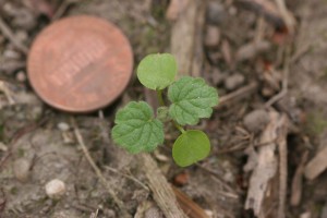 Henbit seedling