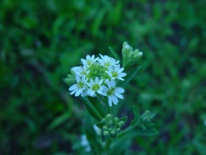 Hoary alyssum flower