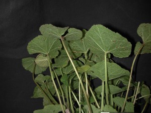 Hollyhock infected with Puccina malvacearum