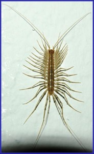 House Centipede