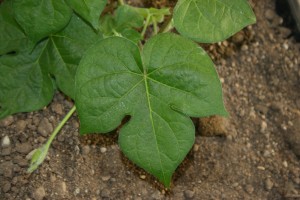 Ivyleaf morningglory leaf