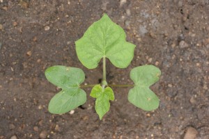 Ivyleaf morningglory seedling