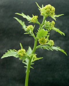 Marsh yellowcress flower