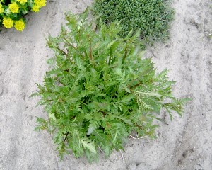 Marsh yellowcress plant