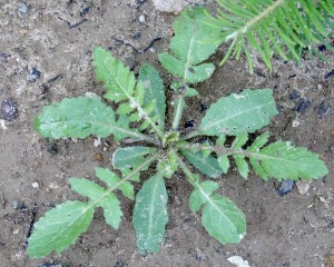 Marsh yellowcress rosette