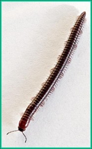 Millipede