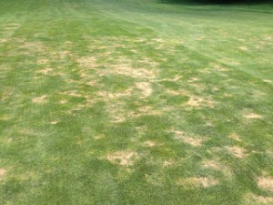 Nematode feeding damage on a fairway in Michigan