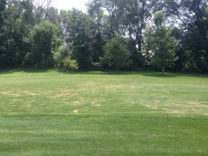 Nematode damage on a fairway