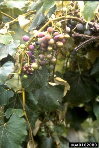 Symptoms of peach rosette mosaic virus which is vectored by dagger nematodes