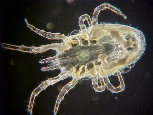 Parasitic Bird Mite Internal View Of Structures And Organs