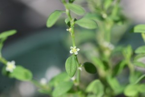 Prostrate knotweed flower