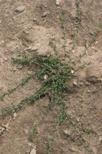 Prostrate knotweed plant