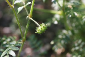 Puncturevine fruit