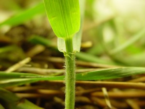 Quackgrass ligule