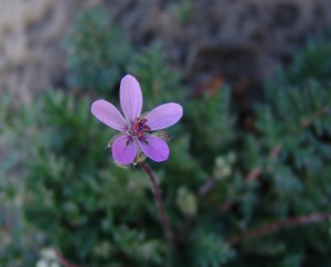 Redstem filaree flower