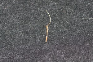 Redstem filaree seed