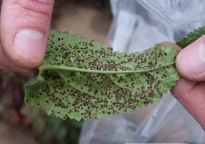 Rust pustules visible on underside of Veronica leaf