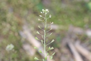 Shepherds purse seedhead