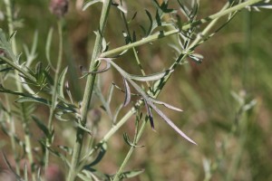 Spotted knapweed leaf