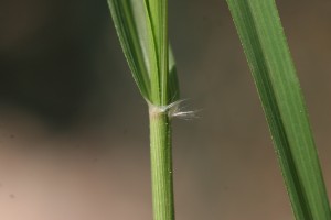 Stinkgrass ligule