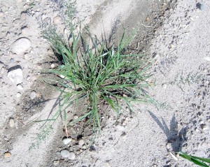 Stinkgrass plant