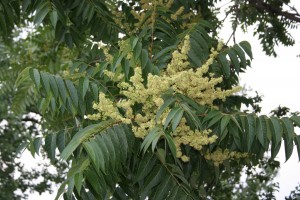 Tree of heaven flower