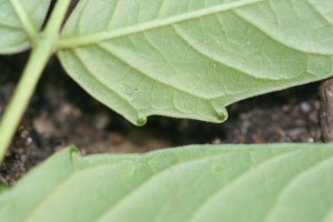 Tree of heaven glands on lower surface of leaf