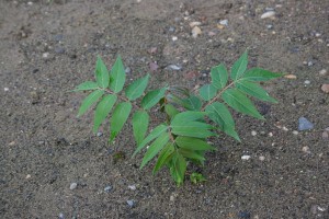 Tree of heaven sapling