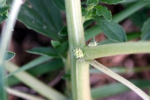 Tumble pigweed flowers