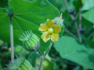 Velvetleaf-fruit-flower-300x225