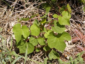 WIld Grape Seedlings