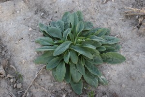 White campion rosette