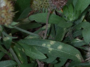 White smut lesions on Gaillardia