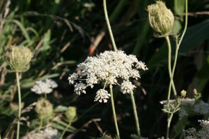 Wild carrot flower