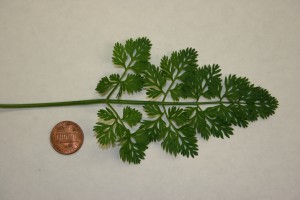 Wild carrot leaf