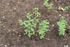 Young Common St. Johnswort plants