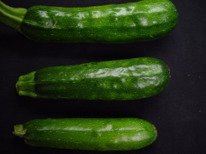 Zucchini fruit infected with Squash Mosaic Virus