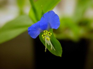 Asiatic (common) dayflower